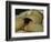 The Origin of the World-Gustave Courbet-Framed Giclee Print