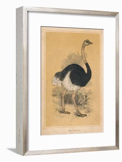 'The Ostrich', (Struthio camelus), c1850, (1856)-Unknown-Framed Giclee Print