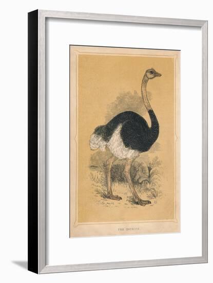 'The Ostrich', (Struthio camelus), c1850, (1856)-Unknown-Framed Giclee Print