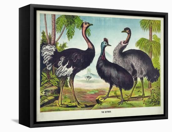The Ostrich-null-Framed Premier Image Canvas