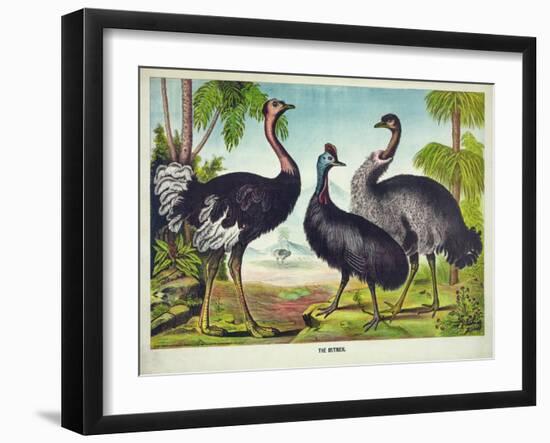 The Ostrich-null-Framed Giclee Print