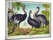 Giclee Print