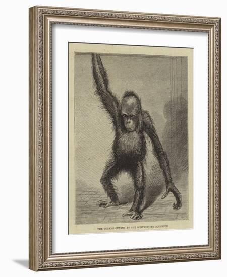 The Ourang Outang at the Westminster Aquarium-null-Framed Giclee Print