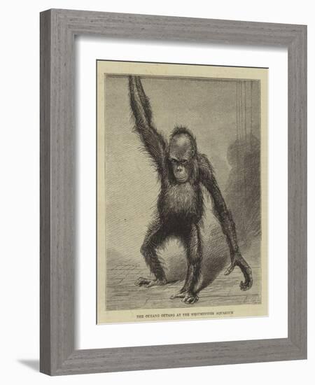 The Ourang Outang at the Westminster Aquarium-null-Framed Giclee Print