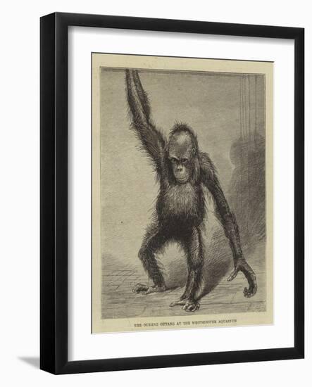 The Ourang Outang at the Westminster Aquarium-null-Framed Giclee Print