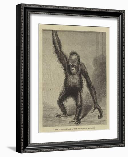 The Ourang Outang at the Westminster Aquarium-null-Framed Giclee Print