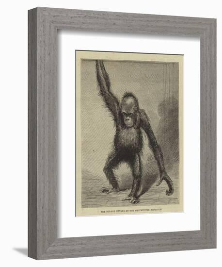 The Ourang Outang at the Westminster Aquarium-null-Framed Giclee Print