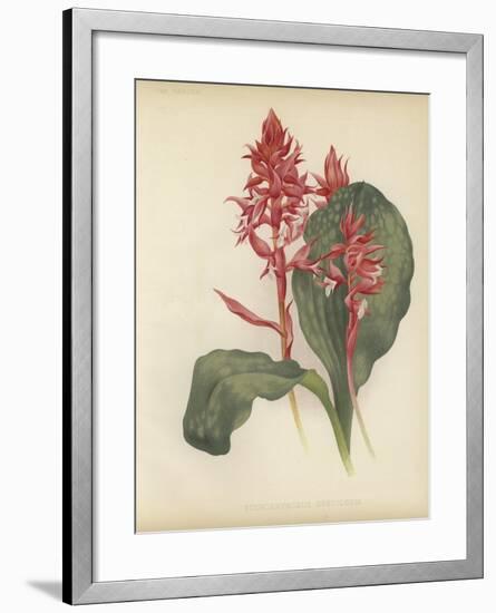 The Outstanding Stenorrhynchos-null-Framed Giclee Print