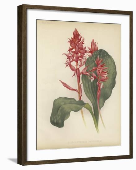 The Outstanding Stenorrhynchos-null-Framed Giclee Print