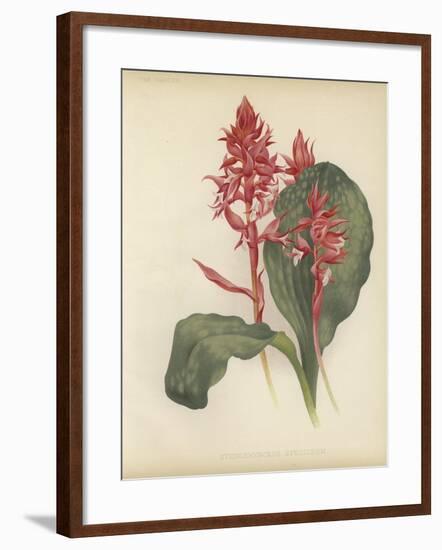 The Outstanding Stenorrhynchos-null-Framed Giclee Print