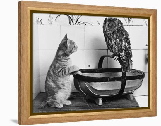 The Owl and the Pussycat: 'Wake Up, Aren't You Even a Bit Scared of Me, Owl?'-null-Framed Premier Image Canvas