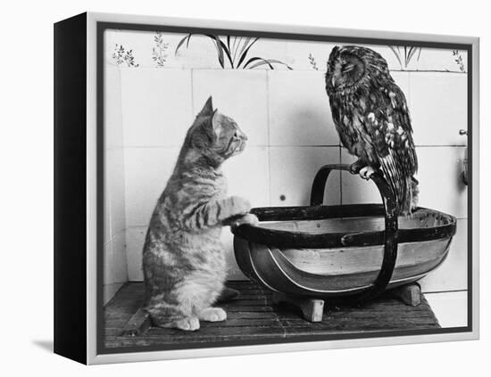 The Owl and the Pussycat: 'Wake Up, Aren't You Even a Bit Scared of Me, Owl?'-null-Framed Premier Image Canvas