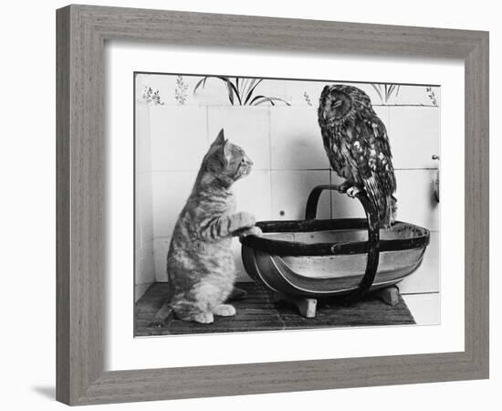 The Owl and the Pussycat: 'Wake Up, Aren't You Even a Bit Scared of Me, Owl?'-null-Framed Photographic Print