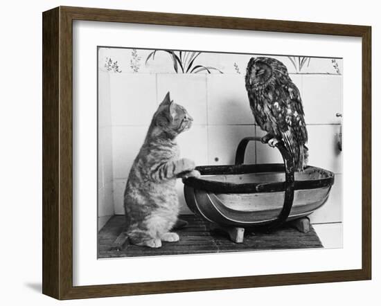 The Owl and the Pussycat: 'Wake Up, Aren't You Even a Bit Scared of Me, Owl?'-null-Framed Photographic Print