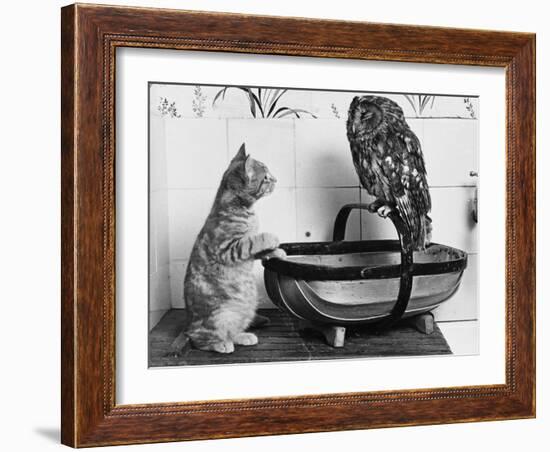 The Owl and the Pussycat: 'Wake Up, Aren't You Even a Bit Scared of Me, Owl?'-null-Framed Photographic Print