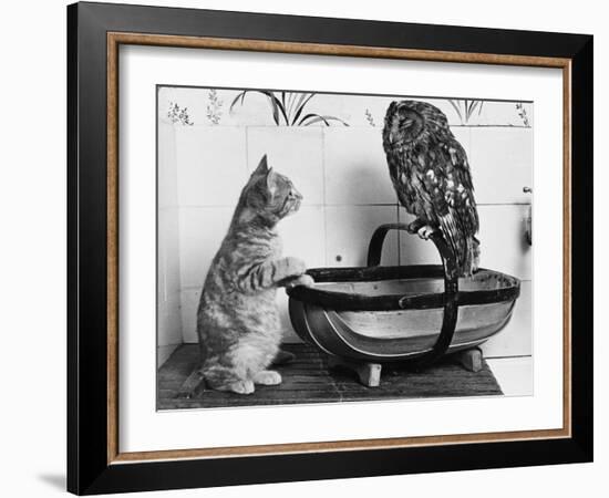 The Owl and the Pussycat: 'Wake Up, Aren't You Even a Bit Scared of Me, Owl?'-null-Framed Photographic Print