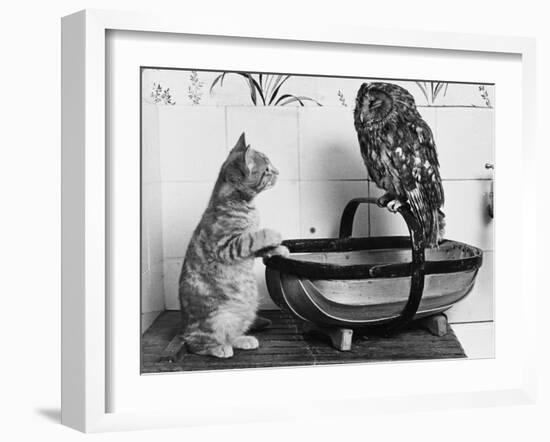 The Owl and the Pussycat: 'Wake Up, Aren't You Even a Bit Scared of Me, Owl?'-null-Framed Photographic Print