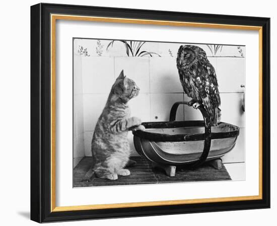 The Owl and the Pussycat: 'Wake Up, Aren't You Even a Bit Scared of Me, Owl?'-null-Framed Photographic Print