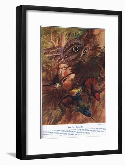 The Owl Butterfly, Illustration from 'Wonders of Land and Sea', Published by Cassell, London, 1914-Arthur Twidle-Framed Giclee Print