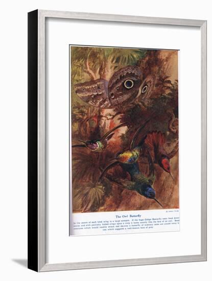 The Owl Butterfly, Illustration from 'Wonders of Land and Sea', Published by Cassell, London, 1914-Arthur Twidle-Framed Giclee Print