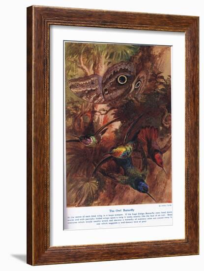 The Owl Butterfly, Illustration from 'Wonders of Land and Sea', Published by Cassell, London, 1914-Arthur Twidle-Framed Giclee Print