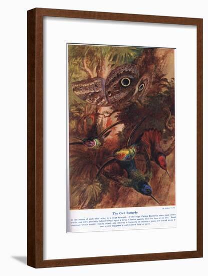 The Owl Butterfly, Illustration from 'Wonders of Land and Sea', Published by Cassell, London, 1914-Arthur Twidle-Framed Giclee Print