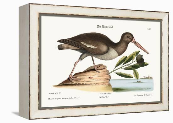 The Oyster Catcher, 1749-73-Mark Catesby-Framed Premier Image Canvas