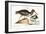 The Oyster Catcher, 1749-73-Mark Catesby-Framed Giclee Print