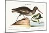 The Oyster Catcher, 1749-73-Mark Catesby-Mounted Giclee Print