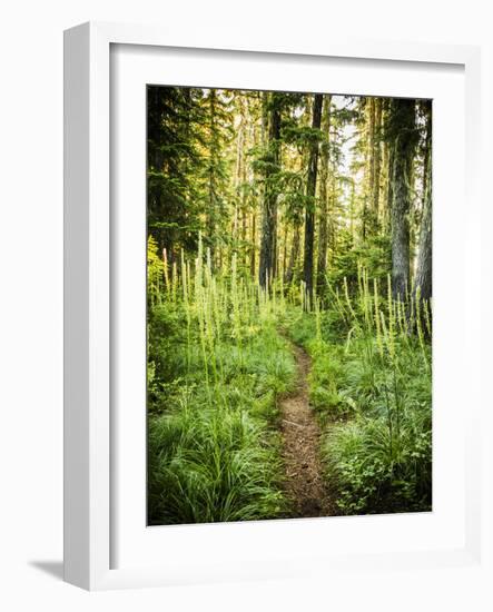 The Pacific Crest Trail In Oregon-Ron Koeberer-Framed Photographic Print