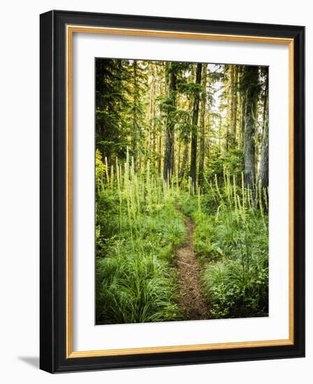 The Pacific Crest Trail In Oregon-Ron Koeberer-Framed Photographic Print