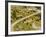 The Pack Rides Down the Glandon Pass During the 17th Stage of the Tour De France-null-Framed Photographic Print