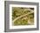 The Pack Rides Down the Glandon Pass During the 17th Stage of the Tour De France-null-Framed Photographic Print