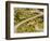 The Pack Rides Down the Glandon Pass During the 17th Stage of the Tour De France-null-Framed Photographic Print