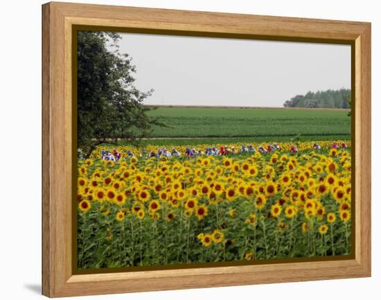 The Pack Rides Past a Sunflower Field During the Sixth Stage of the Tour De France-null-Framed Premier Image Canvas