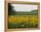 The Pack Rides Past a Sunflower Field During the Sixth Stage of the Tour De France-null-Framed Premier Image Canvas