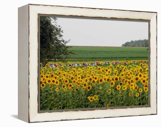 The Pack Rides Past a Sunflower Field During the Sixth Stage of the Tour De France-null-Framed Premier Image Canvas