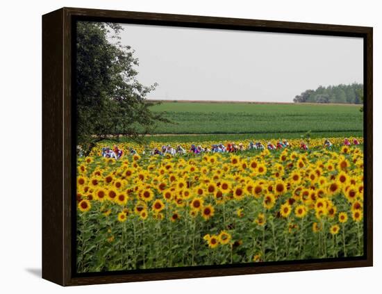 The Pack Rides Past a Sunflower Field During the Sixth Stage of the Tour De France-null-Framed Premier Image Canvas