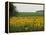 The Pack Rides Past a Sunflower Field During the Sixth Stage of the Tour De France-null-Framed Premier Image Canvas