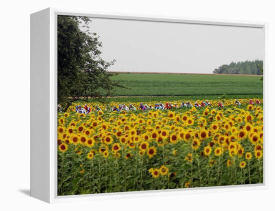 The Pack Rides Past a Sunflower Field During the Sixth Stage of the Tour De France-null-Framed Premier Image Canvas