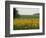 The Pack Rides Past a Sunflower Field During the Sixth Stage of the Tour De France-null-Framed Photographic Print