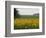 The Pack Rides Past a Sunflower Field During the Sixth Stage of the Tour De France-null-Framed Photographic Print