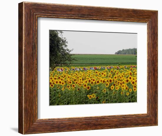 The Pack Rides Past a Sunflower Field During the Sixth Stage of the Tour De France-null-Framed Photographic Print