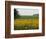 The Pack Rides Past a Sunflower Field During the Sixth Stage of the Tour De France-null-Framed Photographic Print