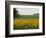 The Pack Rides Past a Sunflower Field During the Sixth Stage of the Tour De France-null-Framed Photographic Print