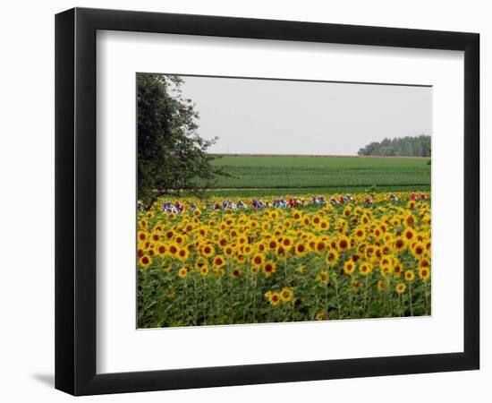 The Pack Rides Past a Sunflower Field During the Sixth Stage of the Tour De France--Framed Photographic Print