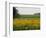 The Pack Rides Past a Sunflower Field During the Sixth Stage of the Tour De France-null-Framed Photographic Print