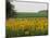 The Pack Rides Past a Sunflower Field During the Sixth Stage of the Tour De France-null-Mounted Photographic Print