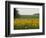 The Pack Rides Past a Sunflower Field During the Sixth Stage of the Tour De France-null-Framed Photographic Print