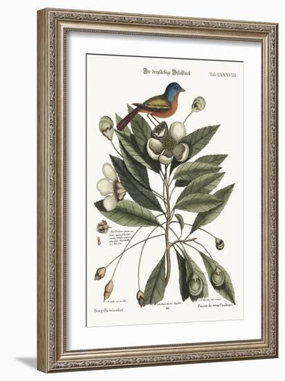 The Painted Finch, 1749-73-Mark Catesby-Framed Giclee Print